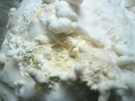 sajor-caju 006.jpg