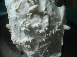 sajor-caju 011.jpg