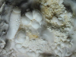 sajor-caju 015.jpg
