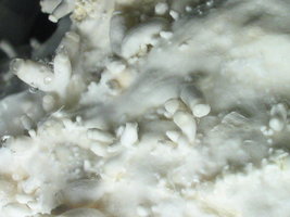 sajor-caju 017.jpg