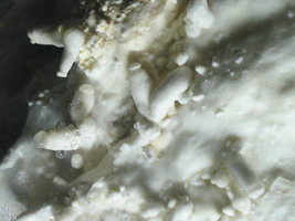 sajor-caju 018.jpg