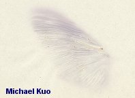 pleurotus_ostreatus_01.jpg