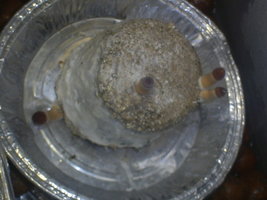 pinning segundo flush 2 27-08-06.JPG