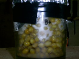PIC_0009.JPG