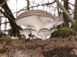 Pleurotus_ostreatus_GB.jpg