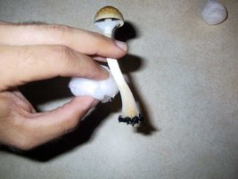 326472237-swabbing.jpg