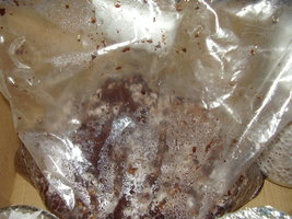 cultivo01 014.jpg
