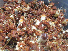 búfalo rosado 007.jpg