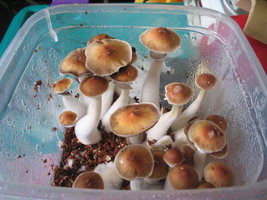 búfalo rosado frut 001.jpg