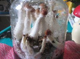 búfalo rosado frut 010.jpg