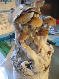 bufalo rosado iv colheita 005.jpg