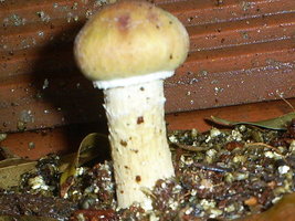 DETALHE TAHI MAIOR 13 09 06.JPG