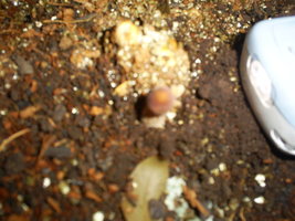 PEDRA DE MICELIO PIN 13 09 06.JPG