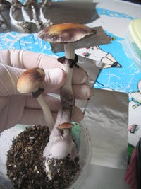 búfalo 2do fluxo 006.jpg