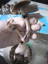 búfalo 2do fluxo 007.jpg