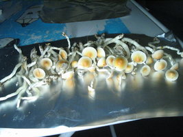 casings taz 007.jpg