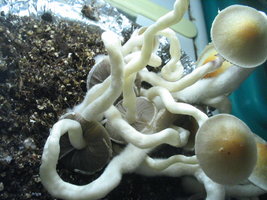 casings taz 017.jpg