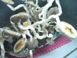 casings taz 019.jpg