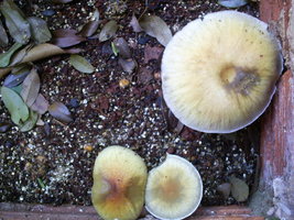 OUTDOOR detalhe de cima 18-09-06.JPG