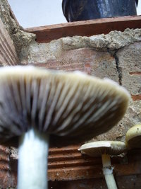 OUTDOOR lamela cogumelo 18-09-06.JPG
