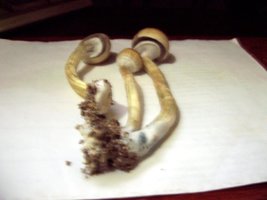 100_1800.jpg