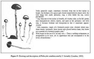 descricaosemilanceata.JPG