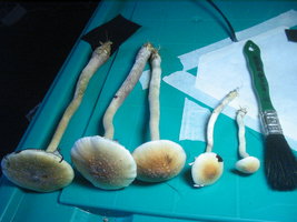 balde 1ro fluxo 001.jpg