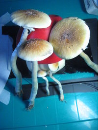 balde 1ro fluxo 004.jpg