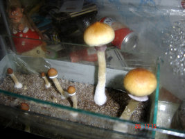 DSC00162.JPG