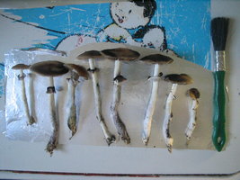 bufalo 3ro fluxo 004.jpg