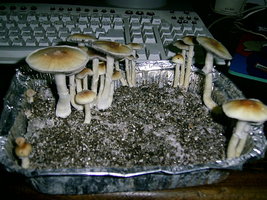 PIC_0004.JPG