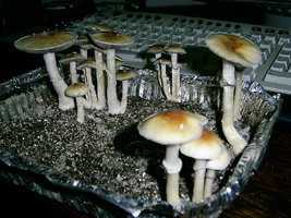 PIC_0008.JPG