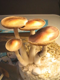 pesa cremopf 1ro fluxo 005.jpg