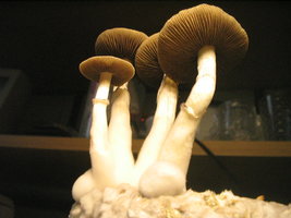 pesa cremopf 1ro fluxo 006.jpg