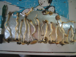 taz cremopf 2do f 007.jpg