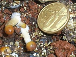 Outdoor LINDO PINNING.jpg