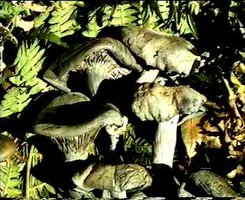 Clitocybe%20odora%203.jpg