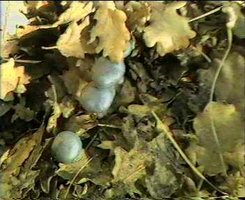 Clitocybe%20odora%204.jpg