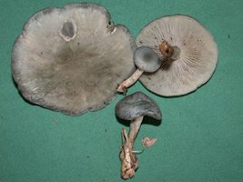 Clitocybe%20odora%205.jpg