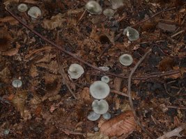 Clitocybe%20odora%206.jpg