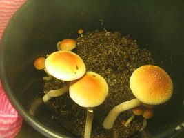 balde café 2do fluxo 004.jpg