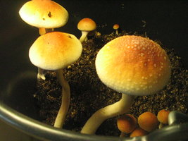 balde café 2do fluxo 005.jpg