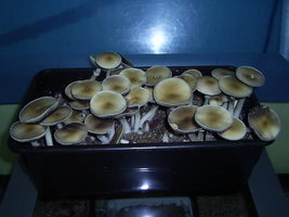 PIC_0052.JPG