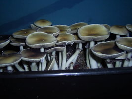 PIC_0054.JPG