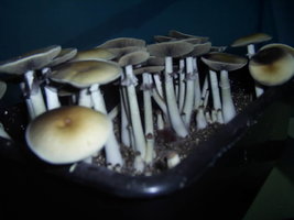 PIC_0056.JPG