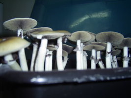 PIC_0060.JPG