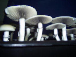 PIC_0114.JPG
