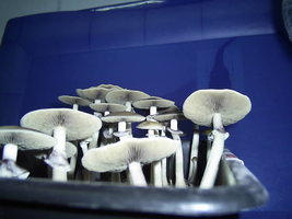 PIC_0128.JPG