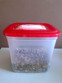 monotub 29-10 2.jpg