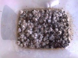 monotub 29-10.jpg
